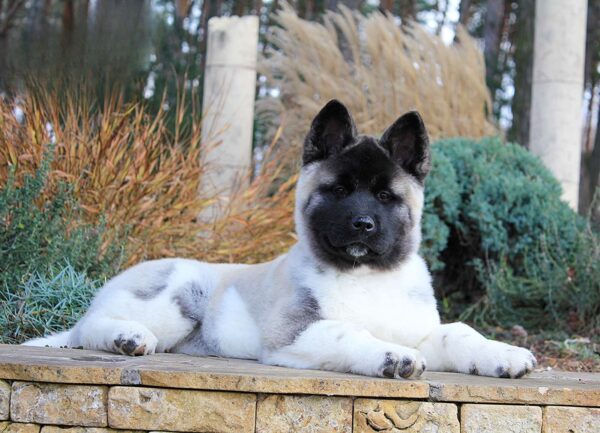 Rosalia American Akita Rosalia American Akita