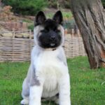 Rosalia-female-akita-puppy-for-sale-1 (4)
