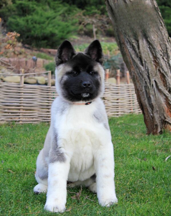 Rosalia American Akita Rosalia American Akita
