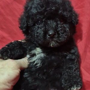 Rose Toy Poodle