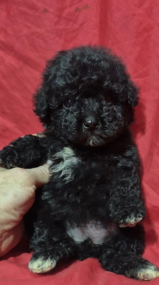 Rose Toy Poodle