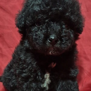 Rose Toy Poodle