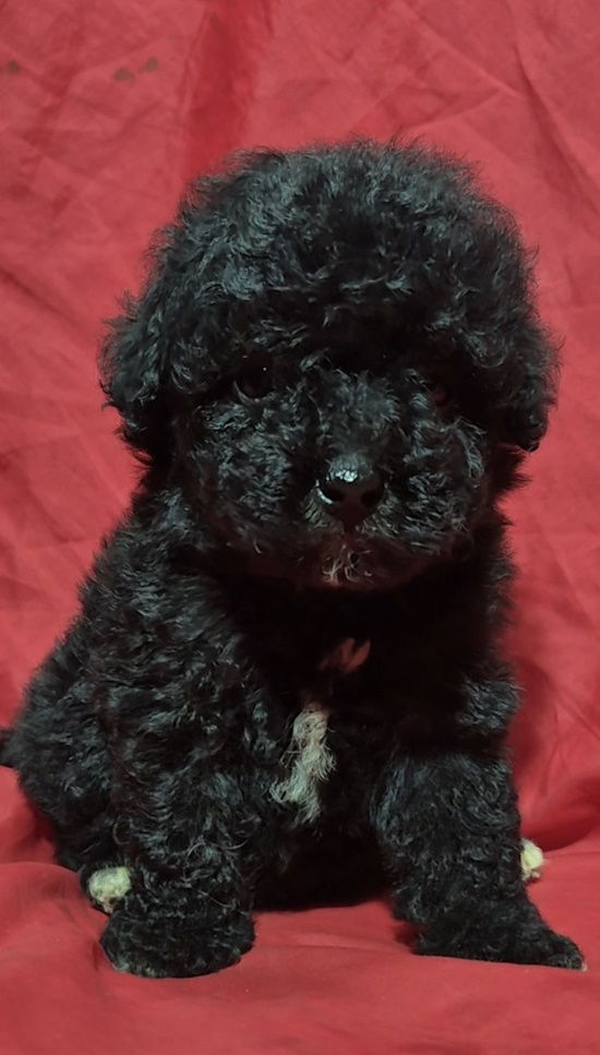 Rose Toy Poodle