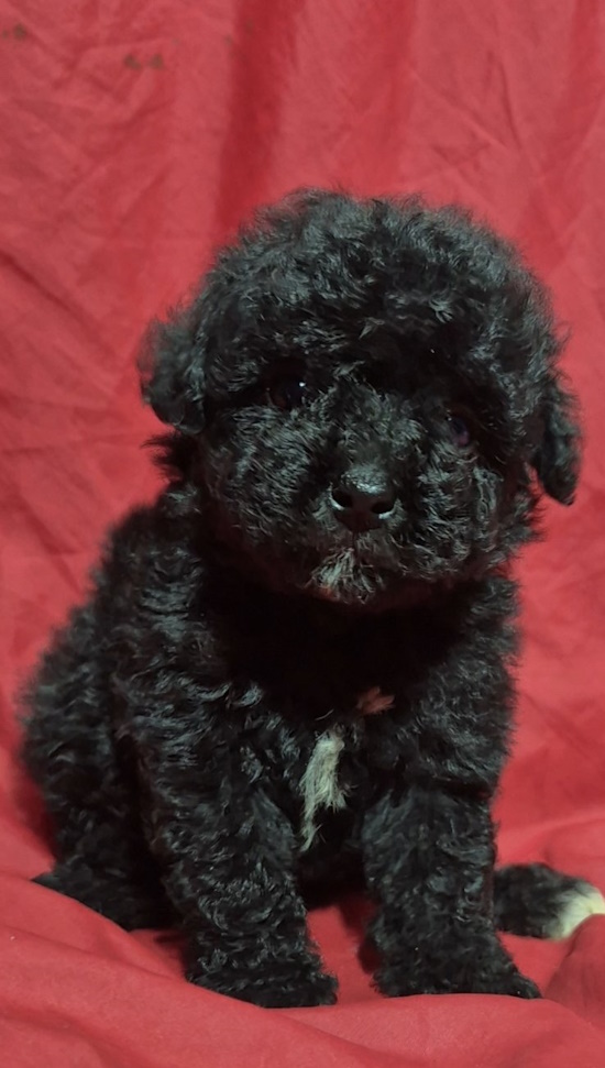 Rose Toy Poodle