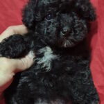 Rose-female-toy-poodle-puppy-for-sale-1 (5)