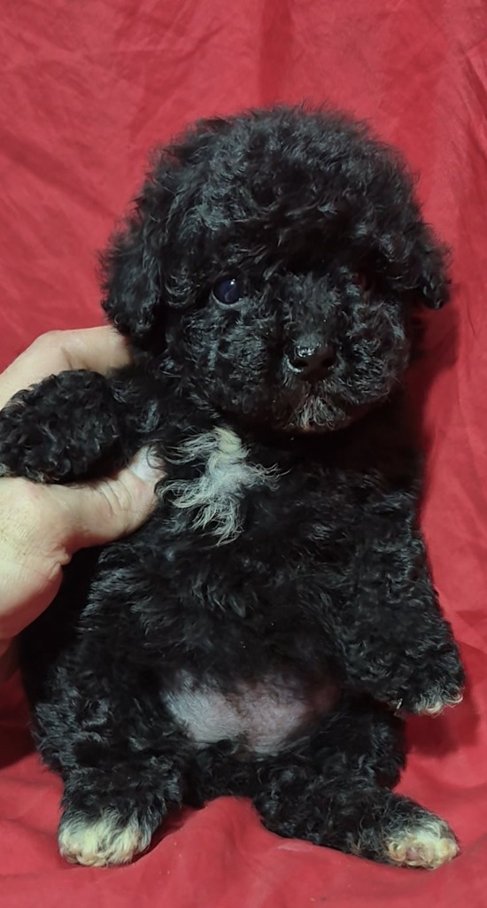 Rose Toy Poodle