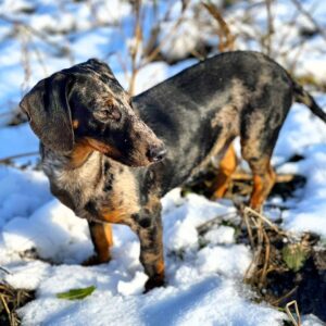 Roy Dachshund Roy Dachshund