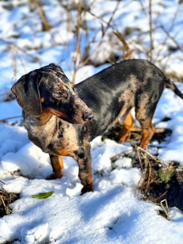 Roy Dachshund Roy Dachshund