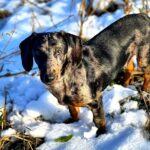 Roy-male-dachshund-puppy-for-sale-2
