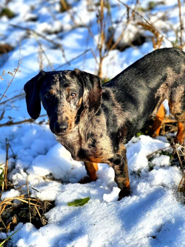 Roy Dachshund Roy Dachshund