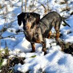 Roy-male-dachshund-puppy-for-sale-3