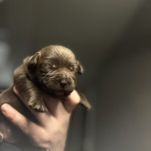 Rubin Labrador Retriever
