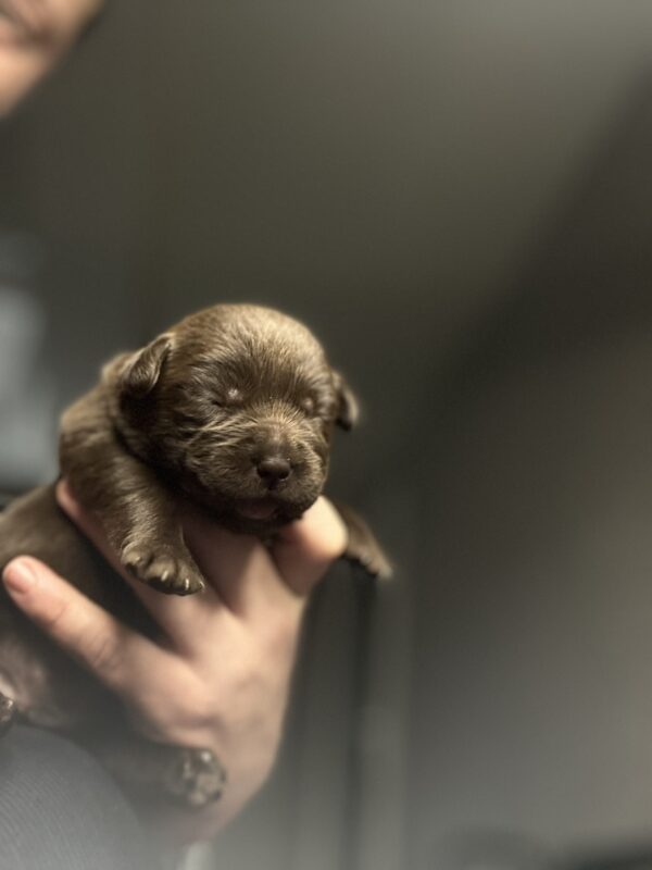 Rubin Labrador Retriever