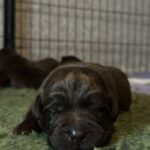 Rubin-male-labrador-retriver-puppy-for-sale-1 (2)