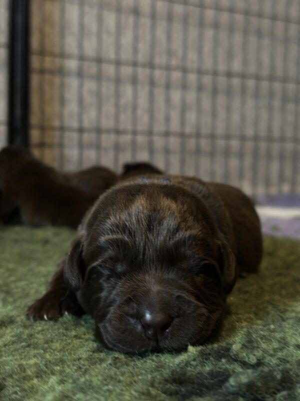 Rubin Labrador Retriever