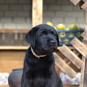 Sam Labrador Retriever