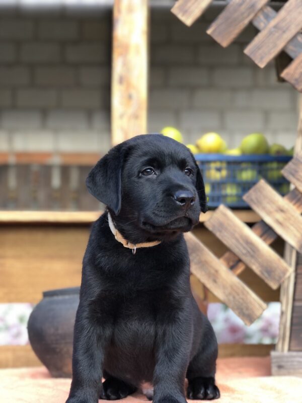 Sam Labrador Retriever