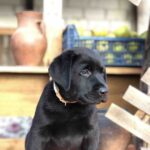 Sam-male-labrador-retriver-puppy-for-sale-1 (2)