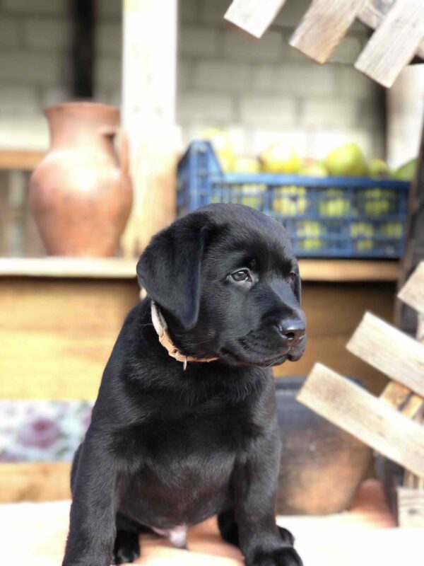 Sam Labrador Retriever