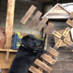 Sam-male-labrador-retriver-puppy-for-sale-1 (3)