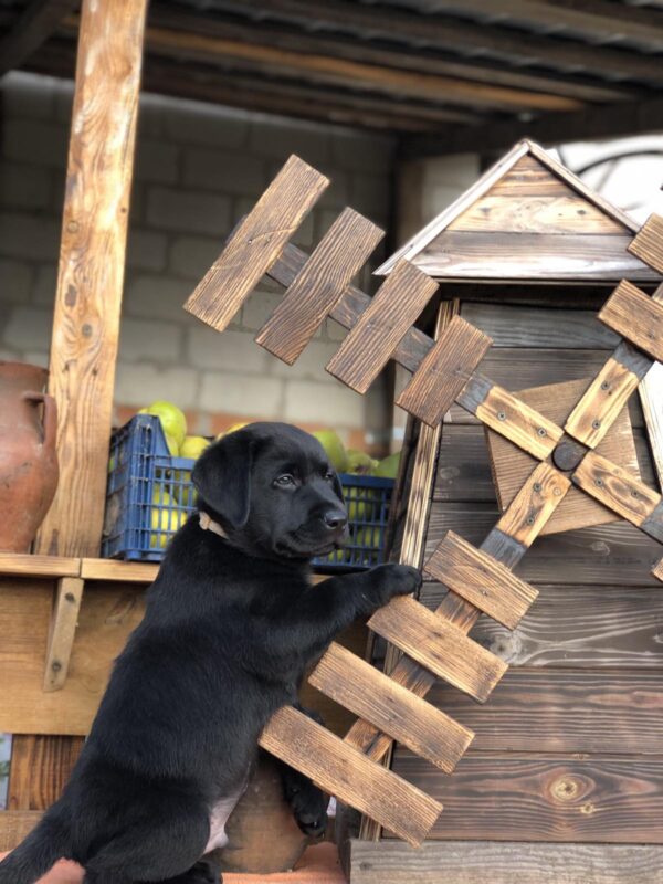 Sam Labrador Retriever