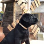 Sam-male-labrador-retriver-puppy-for-sale-1 (4)