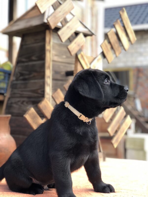 Sam Labrador Retriever