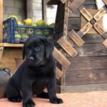 Sam-male-labrador-retriver-puppy-for-sale-1 (5)