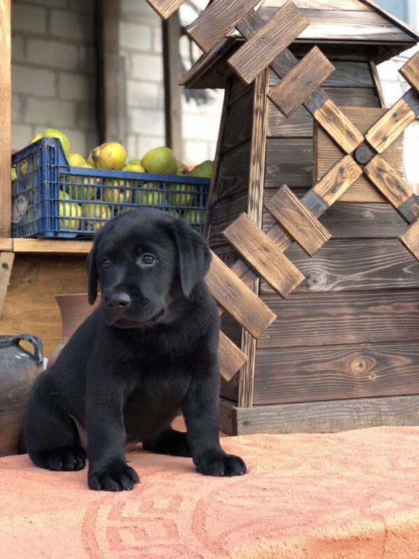 Sam Labrador Retriever