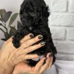 Samuel-male-toy-poodle-puppy-for-sale-1 (1)