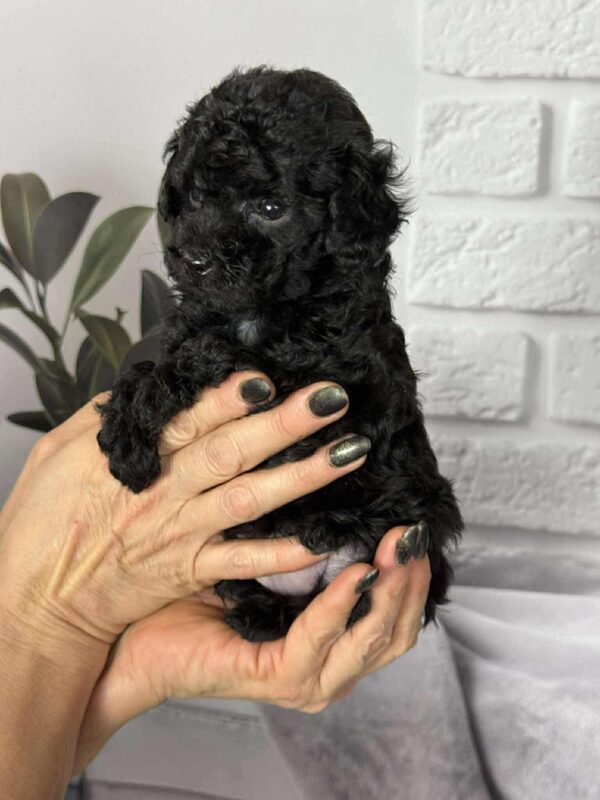 Samuel Toy Poodle Samuel Toy Poodle