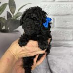 Samuel-male-toy-poodle-puppy-for-sale-1 (2)