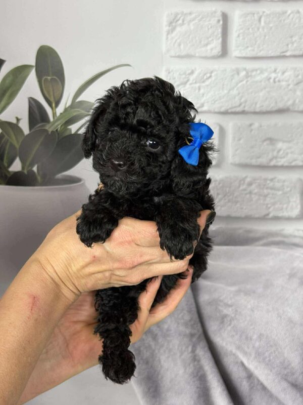 Samuel Toy Poodle Samuel Toy Poodle