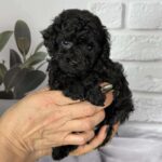 Samuel-male-toy-poodle-puppy-for-sale-1 (3)