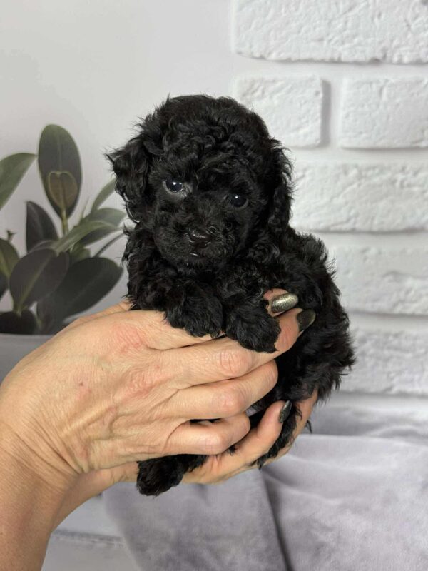 Samuel Toy Poodle Samuel Toy Poodle