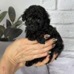 Samuel-male-toy-poodle-puppy-for-sale-1 (4)