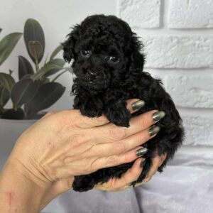 Samuel Toy Poodle Samuel Toy Poodle