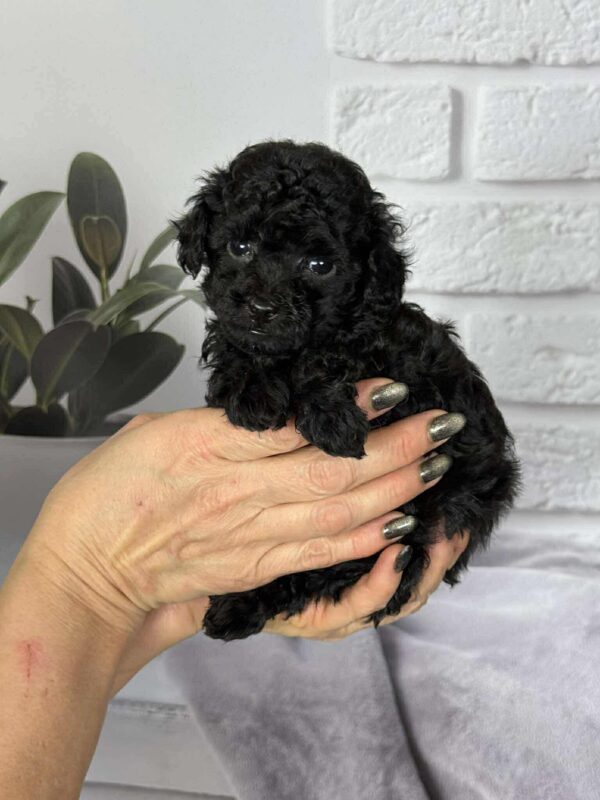 Samuel Toy Poodle Samuel Toy Poodle