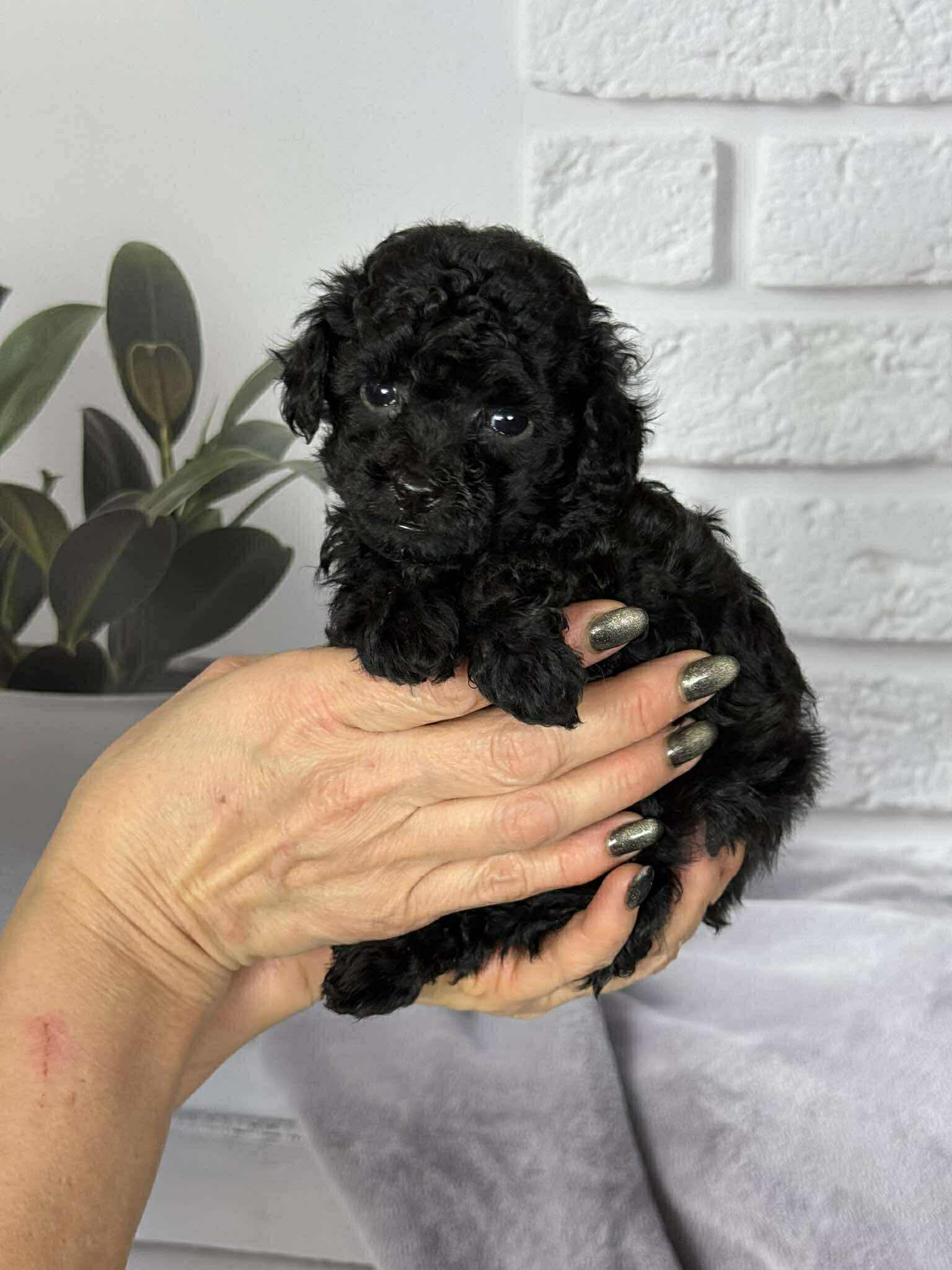 【中古】　IDOL BLACK solid 14ポンド Samuel | Purebred, healthy Toy Poodle puppy for sale | NewDoggy.com
