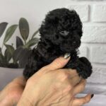 Samuel-male-toy-poodle-puppy-for-sale-1 (5)