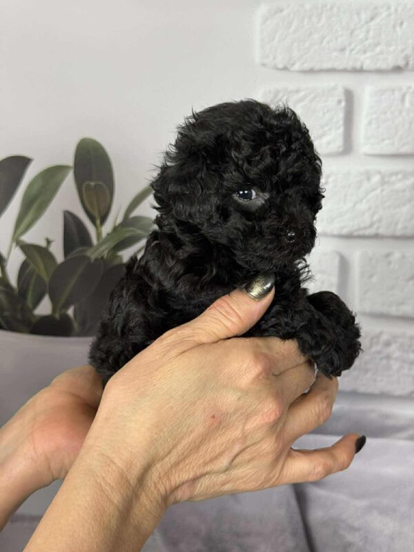 Samuel Toy Poodle Samuel Toy Poodle