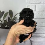 Samuel-male-toy-poodle-puppy-for-sale-1 (6)