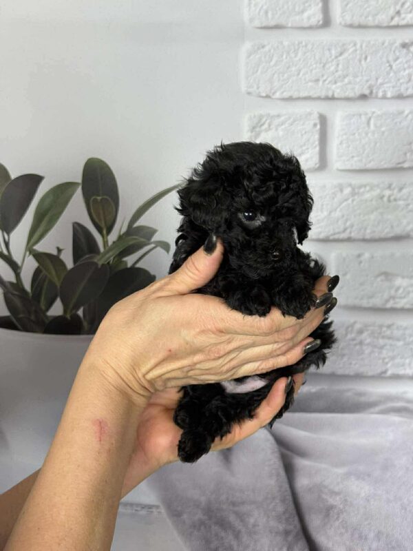 Samuel Toy Poodle Samuel Toy Poodle