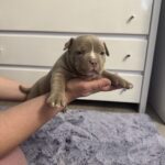 Savage-male-American-Bully-puppy-for-sale-1
