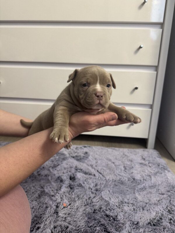 Savage American Bully Savage American Bully