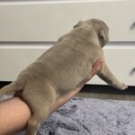 Savage-male-American-Bully-puppy-for-sale-2