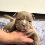Savage-male-American-Bully-puppy-for-sale-3