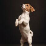 Semira-female-Jack-Russell-Terrier-puppy-for-sale-1 (4)