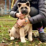 Montana American Akita