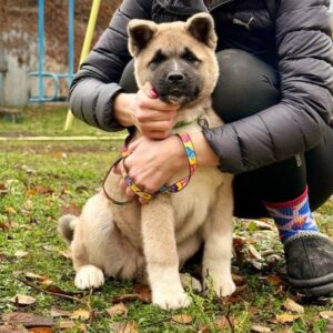 Senator American Akita